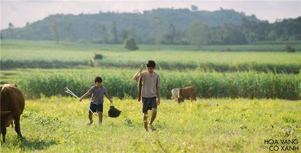 khung-canh-dong-que-phu-yen-dep-binh-di-trong--toi-thay-hoa-vang-tren-co-xanh-ivivu-20