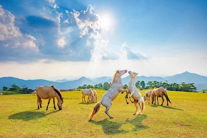 "Vũ điệu đồng cỏ" của những con ngựa trên đồi Khau Sao. Người Tày và Nùng nơi đây sinh sống chủ yếu nhờ chăn nuôi ngựa. Ngọn đồi có nguồn cỏ dồi dào cùng nguồn nước trong, khí hậu thoáng mát nên loài ngựa bạch sinh sôi nhanh. Ngựa được chăn thả hoàn toàn tự nhiên mà không tốn công chăm sóc. Sáng người dân lên thả ngựa, chiều dắt về nơi uống nước và buộc chúng vào khu riêng của từng gia đình để tiện theo dõi tình trạng sức khỏe.