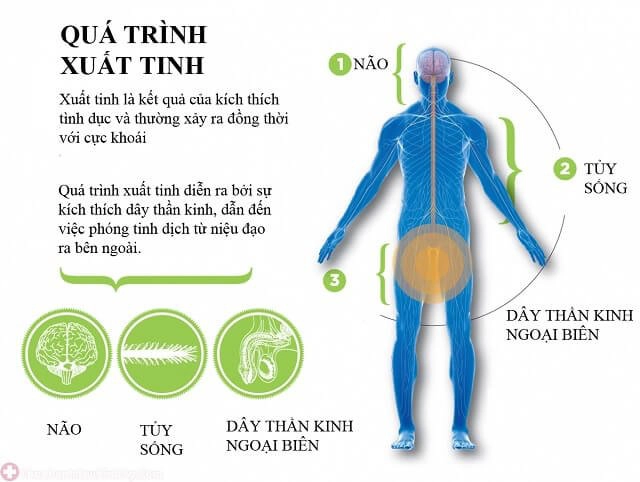 Quá trình xuất tinh ở nam giới