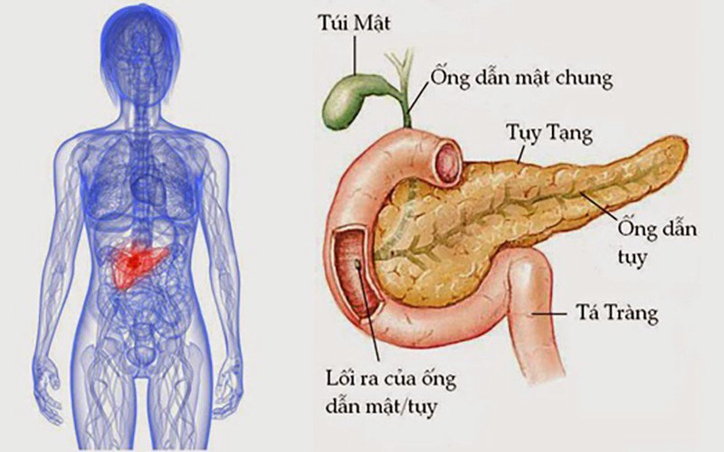 kích thích tiết secretin