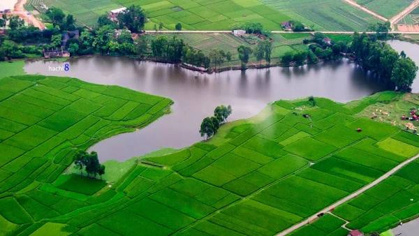 Hà Nội đón tôi trở về trong màu xanh lúa đẹp kỳ ảo. 