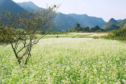 Từ Hà Nội, bạn có thể chọn đi xe máy, ô tô riêng hoặc xe khách theo tuyến đường Láng Hòa Lạc qua Xuân Mai, chọn QL6 đoạn qua Hòa Bình, Mai Châu là đến Mộc Châu.