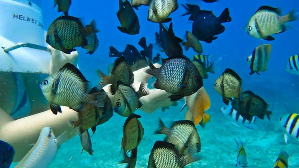 Du khách thích thú với trò Helmet Diving. Ảnh: pix-hd.com Du khách thích thú với trò Helmet Diving. Ảnh: pix-hd.com