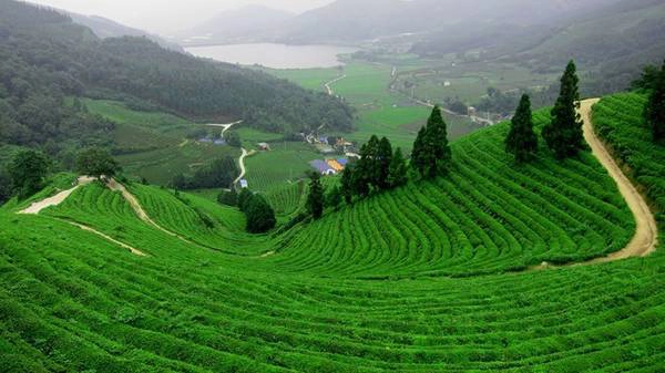 Bạn dễ dàng bắt gặp những nương chè bạt ngàn. Ảnh: Beautifulnow. Bạn dễ dàng bắt gặp những nương chè bạt ngàn. Ảnh: Beautifulnow.