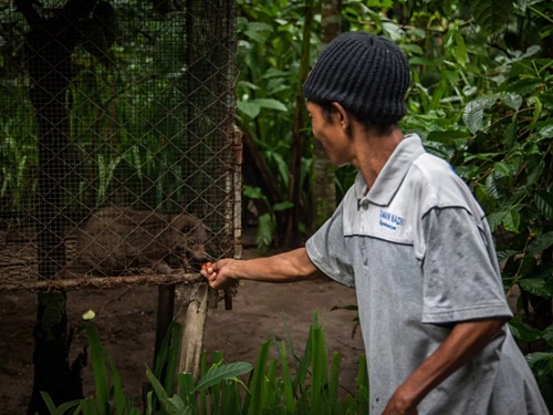 Nông dân cho cầy nuôi nhốt ăn cà phê ở Tampaksiring, đảo Bali, Indonesia. Ảnh: Nicky Loh/World Animal Protection.