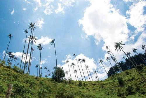 Thiên nhiên trong lành ở thung lũng Cocora