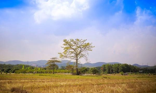 Không gian khoáng đạt, yên bình nhìn từ chùa Thanh Mai. Ảnh: Chuồn chuồn Kym.