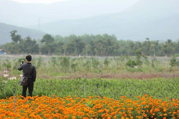 Những luống hoa được trồng thẳng hàng thẳng lối tạo điều kiện cho du khách dễ dàng ghi lại những bức ảnh long lanh.