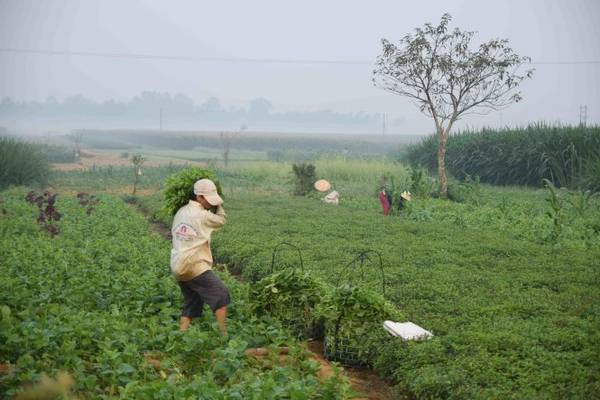 Một góc cánh đồng rau màu của thôn Cẩm Đồng Một góc cánh đồng rau màu của thôn Cẩm Đồng