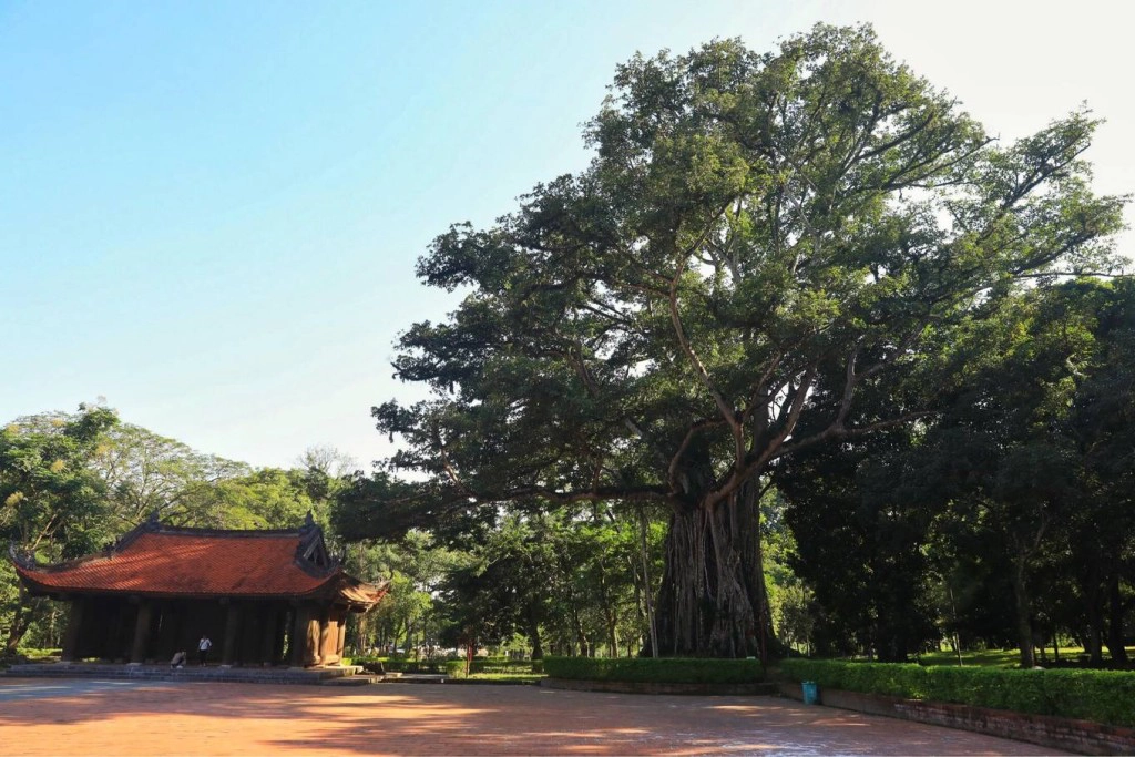 Khu di tích còn lưu giữ nét đẹp của không gian Việt với "cây đa, giếng nước, sân đình". Bên phải sân rồng (còn gọi là sân chầu) là cây đa thị hàng trăm năm tuổi, có kích thước chục người ôm mới xuể. Khu di tích còn lưu giữ nét đẹp của không gian Việt với "cây đa, giếng nước, sân đình". Bên phải sân rồng (còn gọi là sân chầu) là cây đa thị hàng trăm năm tuổi, có kích thước chục người ôm mới xuể.