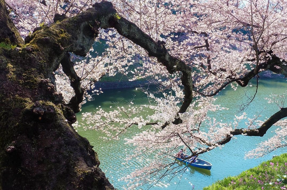 Với ngân sách hạn chế, bạn nên tránh đến Tokyo vào tháng 3 và 4. Mùa xuân cũng là mùa hoa anh đào, khi những lễ hội sẽ diễn ra ở khắp nơi và đẩy giá khách sạn lên cao. Ảnh: @ akosibeatrice. Với ngân sách hạn chế, bạn nên tránh đến Tokyo vào tháng 3 và 4. Mùa xuân cũng là mùa hoa anh đào, khi những lễ hội sẽ diễn ra ở khắp nơi và đẩy giá khách sạn lên cao. Ảnh: @ akosibeatrice.