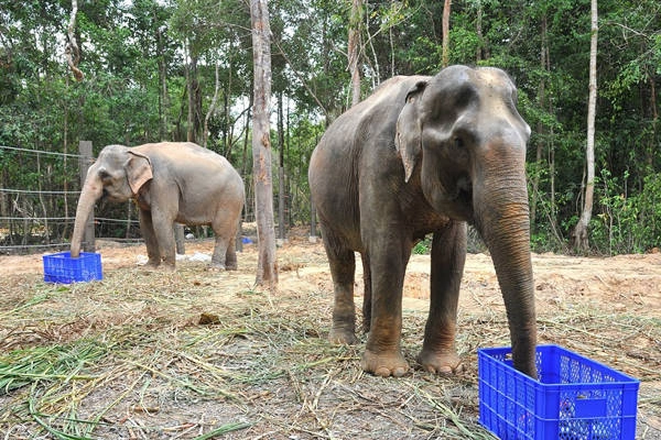 Giai đoạn 1 có quy mô 380 ha, gồm hai phân khu chính: khu vườn thú mở (open zoo) dành cho khách tham quan giữa các khu vực nuôi thú mở, hài hòa với thiên nhiên; khu bán hoang dã (safari park) chở khách tham quan bằng xe chuyên dụng với hình thức "thú thả, người nhốt" lần đầu tiên có mặt tại Việt Nam. Giai đoạn 1 có quy mô 380 ha, gồm hai phân khu chính: khu vườn thú mở (open zoo) dành cho khách tham quan giữa các khu vực nuôi thú mở, hài hòa với thiên nhiên; khu bán hoang dã (safari park) chở khách tham quan bằng xe chuyên dụng với hình thức "thú thả, người nhốt" lần đầu tiên có mặt tại Việt Nam.