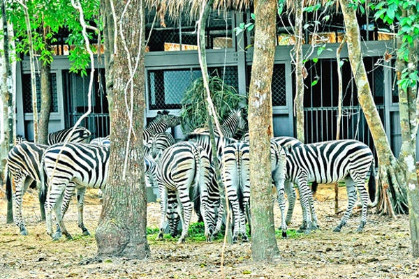 Đặc biệt, Vinpearl Safari Phú Quốc sẽ sở hữu những bộ sưu tập động vật quý hiếm với số lượng lớn hàng đầu Việt Nam như 200 cá thể hồng hạc, 100 tê giác, 60 hươu cao cổ... Đây là bộ sưu tập động vật có quy mô mang tầm khu vực cả về chủng loại lẫn số lượng cá thể. Số lượng cá thể sẽ liên tục được cập nhật. Đặc biệt, Vinpearl Safari Phú Quốc sẽ sở hữu những bộ sưu tập động vật quý hiếm với số lượng lớn hàng đầu Việt Nam như 200 cá thể hồng hạc, 100 tê giác, 60 hươu cao cổ... Đây là bộ sưu tập động vật có quy mô mang tầm khu vực cả về chủng loại lẫn số lượng cá thể. Số lượng cá thể sẽ liên tục được cập nhật.