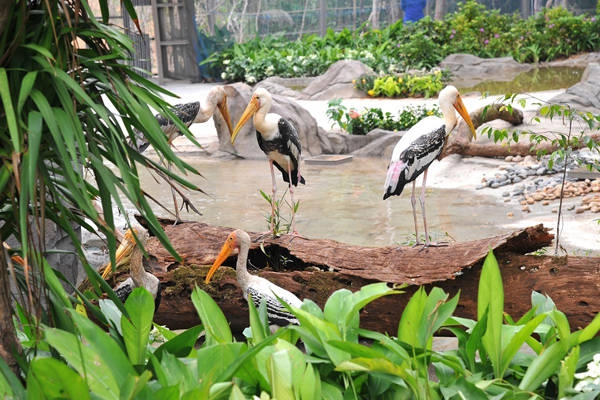 Bên cạnh hai phân khu chính, Safari Phú Quốc còn có các phân khu chức năng khác như: khu chuồng cách ly kiểm dịch, khu phố mua sắm sản phẩm du lịch và Bệnh viện thú y lớn nhất Đông Nam Á. Với mục tiêu chăm sóc và bảo tồn động vật không chỉ tại Việt Nam mà còn cho khu vực,quy tụ nhiều chuyên gia thú y và chăm sóc động vật hoang dã hàng đầu trong nước và quốc tế đến từ Nam Phi, Autralia, Ấn Độ.... Bên cạnh hai phân khu chính, Safari Phú Quốc còn có các phân khu chức năng khác như: khu chuồng cách ly kiểm dịch, khu phố mua sắm sản phẩm du lịch và Bệnh viện thú y lớn nhất Đông Nam Á. Với mục tiêu chăm sóc và bảo tồn động vật không chỉ tại Việt Nam mà còn cho khu vực,quy tụ nhiều chuyên gia thú y và chăm sóc động vật hoang dã hàng đầu trong nước và quốc tế đến từ Nam Phi, Autralia, Ấn Độ....