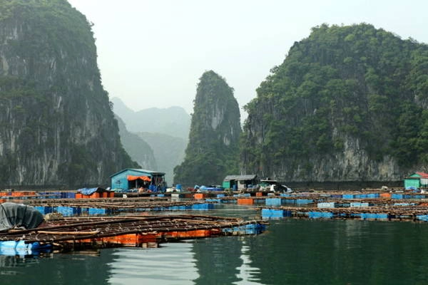 Một làng bè nuôi hải sản trên vịnh Lan Hạ - Ảnh: BĂNG GIANG Một làng bè nuôi hải sản trên vịnh Lan Hạ - Ảnh: BĂNG GIANG