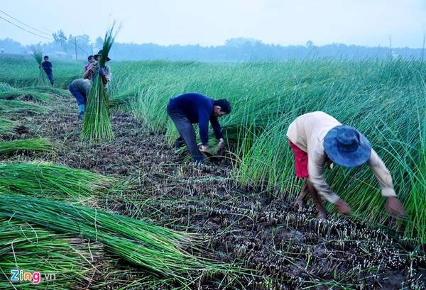 Họ thức dậy sớm, ra đồng làm việc khi sương mù chưa tan. 