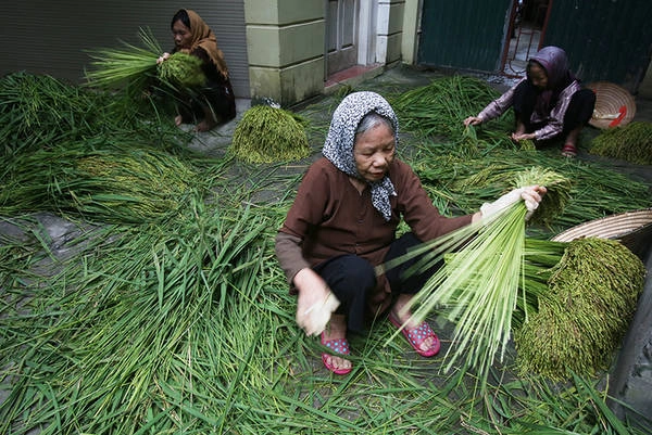 Làng cốm Mễ Trì một năm làm hai vụ (vụ chiêm và vụ mùa). Loại lúa để làm ra cốm là nếp cái hoa vàng (hay còn gọi là lúa tiến vua, lúa có nguồn gốc từ Hà Bắc). Hiện làng có gần 50 hộ gia đình làm nghề liên quan đến sản xuất, chế biến cốm. Lượng cốm trong năm nhiều hay ít phụ thuộc vào thời tiết.