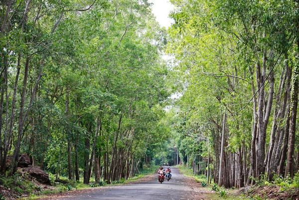 Con đường tuyệt đẹp dẫn vào khu công viên hồ - Ảnh: Tiến Thành lang-du-ben-long-ho-ea-kao-ivivu-11