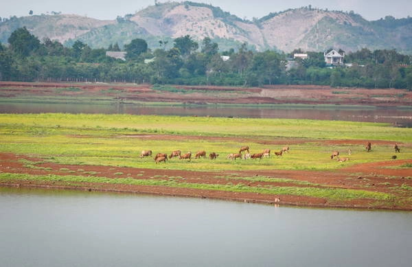 Những chú bò gặm cỏ trên những mô đất giữa lòng hồ - Ảnh: Tiến Thành lang-du-ben-long-ho-ea-kao-ivivu-13