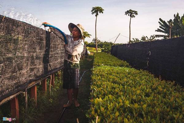 Ngoài các cây hoa được trồng lộ thiên, những cây hoa giống như trâm bầu, hoặc mẫu đơn... được bao lưới lại xung quanh, tránh ánh sáng mặt trời trực tiếp.