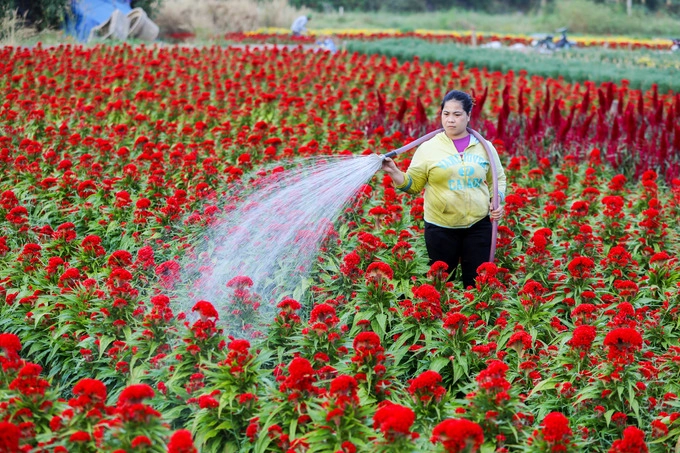 Không có quy mô lớn như những vựa hoa ở miền Tây và miền Trung, nhưng những làng hoa tại đây vẫn tất bật người chăm sóc, thu hoạch để phục vụ thị trường dịp Tết Nguyên đán.  "Ba tháng trước Tết, chủ vườn xuống giống nên hầu hết phải thuê nhân công thời vụ. Mỗi ngày tôi đều làm các công đoạn như tưới nước, bón phân, tỉa lá...", chị Trường Lam (quận 9) nói trong lúc đang tưới cho luống hoa mào gà vừa trổ bông.