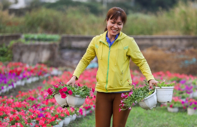 Vừa tan giờ làm ở công ty, chị Hằng (công nhân) chạy đến vườn hoa làm thêm buổi chiều tối. Những chậu hoa được chị xếp đều thành luống cho thoáng để dễ ra bông.