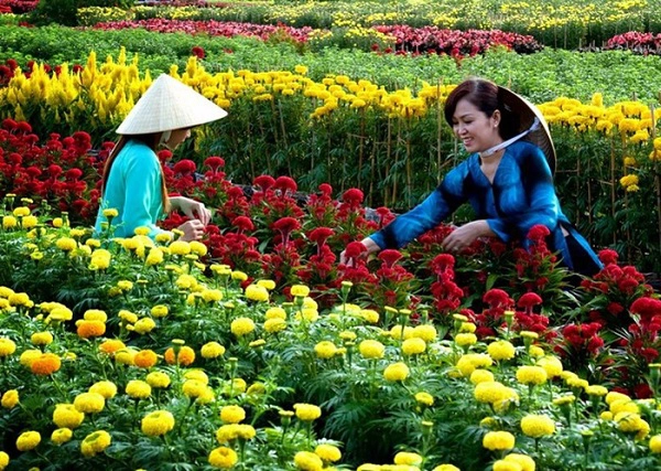 Làng hoa Sa Đéc ngập tràn hương sắc hoa mỗi độ xuân về Làng hoa Sa Đéc ngập tràn hương sắc hoa mỗi độ xuân về