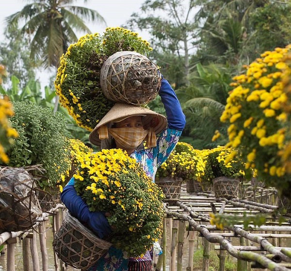 Thu hoạch hoa tại Làng hoa Sa Đéc Thu hoạch hoa tại Làng hoa Sa Đéc