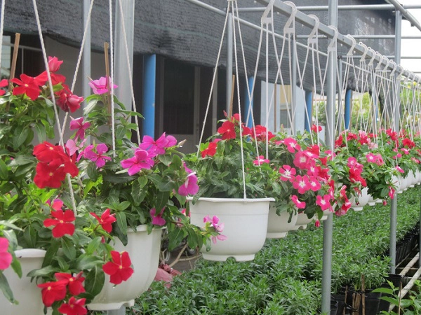 Những chậu hoa khoe sắc đón chào mùa xuân về Những chậu hoa khoe sắc đón chào mùa xuân về