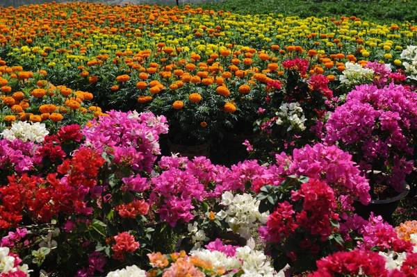 Sắc hoa rực rỡ của làng hoa Sa Đéc vào mỗi dịp xuân về Sắc hoa rực rỡ của làng hoa Sa Đéc vào mỗi dịp xuân về