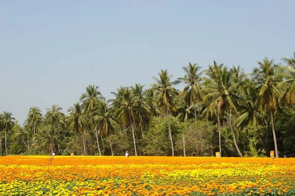 Một không gian bạt ngàn hoa Một không gian bạt ngàn hoa