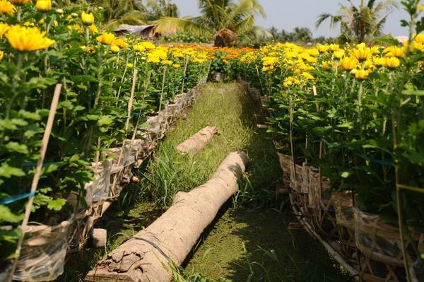 Những vườn hoa mang nét đặc trưng không thể lẫn với các làng hoa khác Những vườn hoa mang nét đặc trưng không thể lẫn với các làng hoa khác