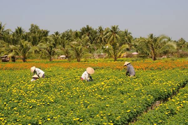 Người nông dân miệt mài chăm sóc vườn hoa đang vào vụ Người nông dân miệt mài chăm sóc vườn hoa đang vào vụ