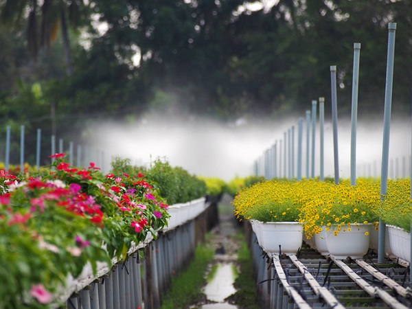 Với diện tích khoảng 20 ha, làng hoa Sa Đéc là một trong những điểm đến hấp dẫn du khách những ngày cận Tết. Đến đây, du khách có thể tham quan, chụp ảnh cũng như mua hoa về trưng Tết. Với diện tích khoảng 20 ha, làng hoa Sa Đéc là một trong những điểm đến hấp dẫn du khách những ngày cận Tết. Đến đây, du khách có thể tham quan, chụp ảnh cũng như mua hoa về trưng Tết.