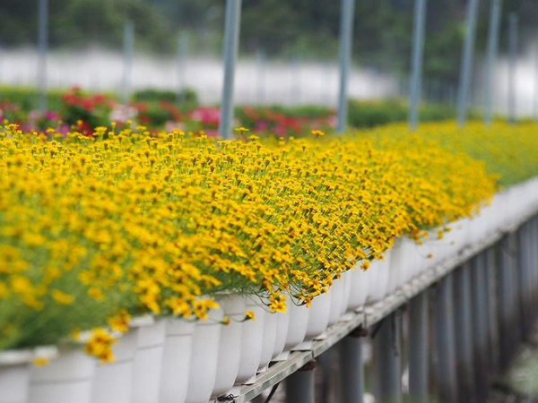 Cùng "cảnh ngộ" với nhiều nơi trồng hoa khác ở miền Tây, khoảng 30% hoa cúc mâm xôi ở đây cũng đã nở rộ trước Tết, do mưa trái mùa kéo dài nhiều ngày. Cùng "cảnh ngộ" với nhiều nơi trồng hoa khác ở miền Tây, khoảng 30% hoa cúc mâm xôi ở đây cũng đã nở rộ trước Tết, do mưa trái mùa kéo dài nhiều ngày.