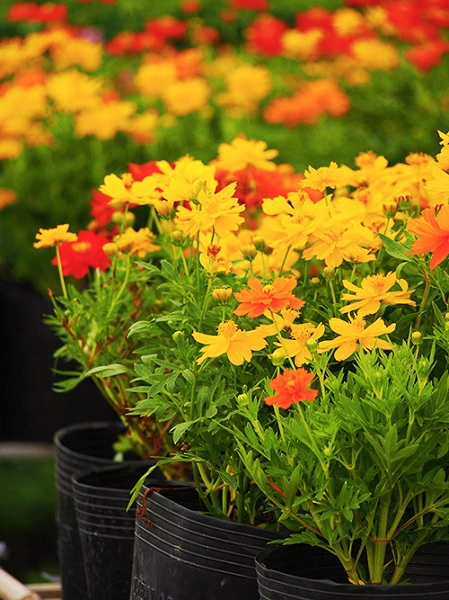 Chậu hoa nhỏ được bày nhiều để bán cho khách vãng lai. Chậu hoa nhỏ được bày nhiều để bán cho khách vãng lai.