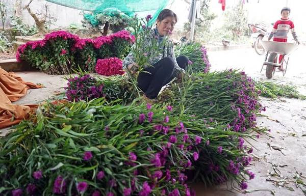 Cô Nguyễn Thị Hiền, xóm Mỹ Tiến 1 đang phân loại số hoa thạch thảo mới thu hoạch.