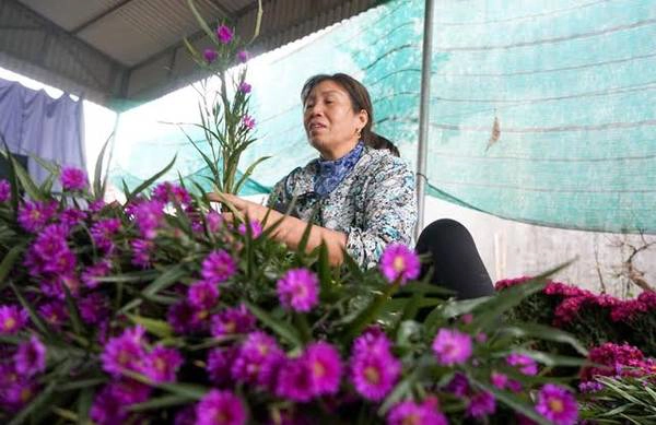 Cô Hiền cho biết, hoa thạch thảo có giá bán từ 15.000đ đến 25.000đ/bó tuỳ chất lượng hoa.