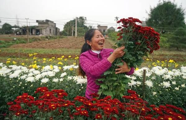 Vụ hoa năm nay tại thôn Phù Long khá thuận lợi, nở đẹp đúng dịp 8.3 nên đắt hàng. Người dân Phù Long trồng rất nhiều loài hoa, nhưng phổ biến nhất vẫn là hoa cúc.