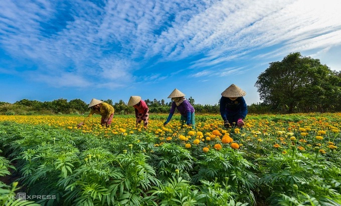 Người dân tỉa hoa trên cánh đồng cúc vạn thọ.  Làng hoa Sa Đéc là tên gọi hiện tại của làng hoa Tân Quy Đông có nghề trồng hoa truyền thống từ hơn trăm năm. Những năm đầu thế kỷ 20, làng chỉ có vài hộ làm nghề với mục đích phục vụ hoa trang trí dịp Tết cổ truyền.