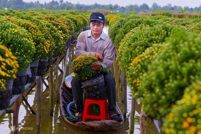 Các chậu hoa ở đây, gồm cúc mâm xôi được xếp hoặc treo trên các giàn làm bằng tre, nứa cao hơn mặt đất, phía dưới có rạch nước nông chảy theo luống.