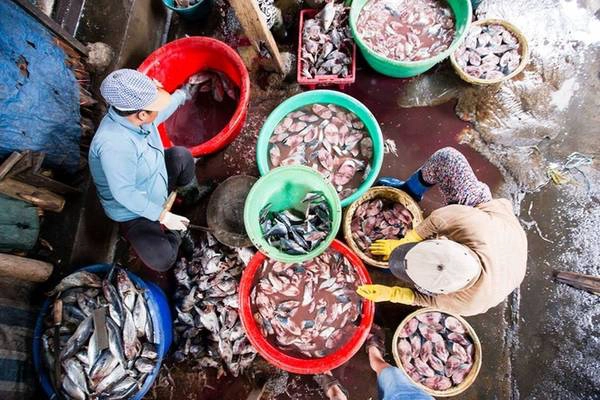 Sau khi mua về, những nhân công ở đây làm sạch cá qua các công đoạn như: đánh vảy, mổ ruột, cắt lát và xếp ngăn nắp vào các rổ tre để chờ cho vào lò hấp. Vì phải làm thật nhanh với số lượng lớn nên người thợ chỉ sơ sểnh một chút là có thể bị đứt tay. Sau khi mua về, những nhân công ở đây làm sạch cá qua các công đoạn như: đánh vảy, mổ ruột, cắt lát và xếp ngăn nắp vào các rổ tre để chờ cho vào lò hấp. Vì phải làm thật nhanh với số lượng lớn nên người thợ chỉ sơ sểnh một chút là có thể bị đứt tay.