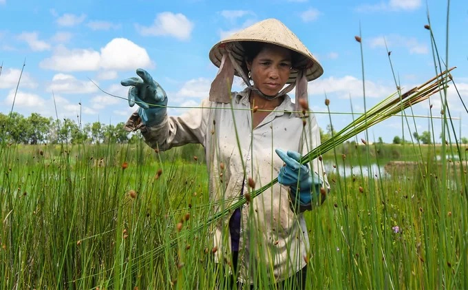 Những ngọn cỏ được lựa chọn ngay khi mới nhổ. Chị Vây chỉ giữ lại cỏ xanh, cứng, trong khi những ngọn héo vàng không đủ chất lượng bị loại bỏ.