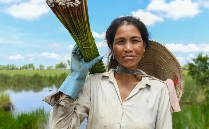 Cỏ sau khi thu hoạch sẽ được buộc thành từng bó, nặng gần 2 kg. Mỗi lần ra đồng, chị Vây thu hoạch được khoảng 10 bó. Cỏ bàng tại Phú Mỹ đa phần đều là tự nhiên, tự sinh sôi trên vùng đất ngập nước phèn chua. Người dân trong xã phải đi xa hơn để lấy cỏ sau khi đã nhổ hết ở gần nhà, nhưng chỉ cần chờ khoảng 4 – 5 tháng là cỏ mọc lại um tùm.