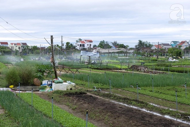 lang-rau-tra-que-diem-den-cu-ma-nhieu-bat-ngo-nhat-dinh-nen-ghe-khi-den-hoi-an-ivivu-2