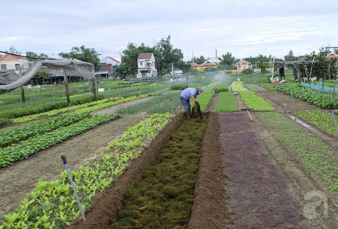 Người Trà Quế cho rằng bí quyết khiến rau ở đây có mùi thơm là bởi được bón rong, lấy từ sông Hoài. Người Trà Quế cho rằng bí quyết khiến rau ở đây có mùi thơm là bởi được bón rong, lấy từ sông Hoài.