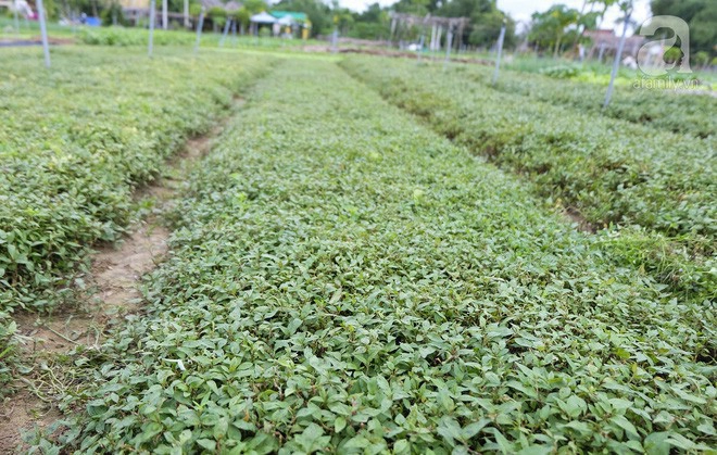 lang-rau-tra-que-diem-den-cu-ma-nhieu-bat-ngo-nhat-dinh-nen-ghe-khi-den-hoi-an-ivivu-6