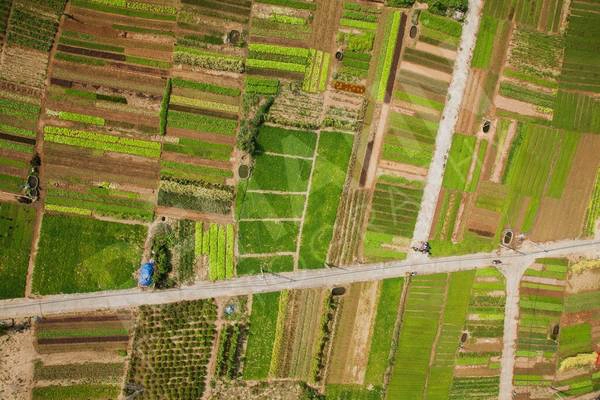 Nằm cách trung tâm thành phố Hội An 3 km, Trà Quế được biết tới là nơi cung cấp rau tươi và sạch nhất cho người dân Hội An. Hình thành cách đâu 300 năm và nằm cạnh sông Đế Võng, những cư dân đầu tiên của làng mưu sinh bằng nghề đánh cá. Sau đó, họ tận dụng dong ở sông để tạo thành một loại phân đặc biệt. Từ đó, người Trà Quế dành cả cuộc đời để trồng ra những đọn rau tươi mát. Nằm cách trung tâm thành phố Hội An 3 km, Trà Quế được biết tới là nơi cung cấp rau tươi và sạch nhất cho người dân Hội An. Hình thành cách đâu 300 năm và nằm cạnh sông Đế Võng, những cư dân đầu tiên của làng mưu sinh bằng nghề đánh cá. Sau đó, họ tận dụng dong ở sông để tạo thành một loại phân đặc biệt. Từ đó, người Trà Quế dành cả cuộc đời để trồng ra những đọn rau tươi mát.