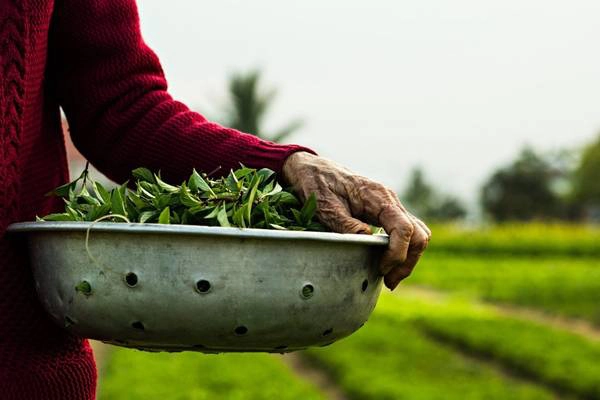 Điều đặc biệt tạo nên chất lượng cho rau trồng nơi đây là việc người dân không hề sử dụng các hóa chất độc hại, kích thích tăng trưởng. Chính điều đó giúp đảm bảo chất lượng tốt nhất cho rau trồng. Với một chuyến tham quan ngắn tới làng Trà Quế, du khách có thể tận mắt nhìn thấy cách những người nông dân trồng rau theo cách này. Điều đặc biệt tạo nên chất lượng cho rau trồng nơi đây là việc người dân không hề sử dụng các hóa chất độc hại, kích thích tăng trưởng. Chính điều đó giúp đảm bảo chất lượng tốt nhất cho rau trồng. Với một chuyến tham quan ngắn tới làng Trà Quế, du khách có thể tận mắt nhìn thấy cách những người nông dân trồng rau theo cách này.