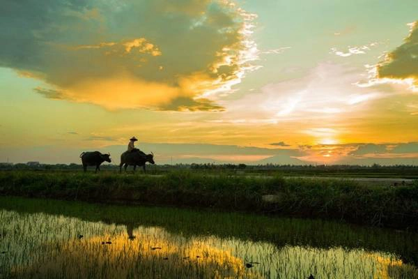Đối với các nhiếp ảnh gia và những người yêu cái đẹp, ánh sáng tại ngôi làng từ bình minh đến hoàng hôn sẽ là một bữa tiệc thịnh soạn cho trí tưởng tượng và sự sáng tạo. Trà Quế cũng nổi tiếng là nơi chụp ảnh hoàng hôn tuyệt nhất ở Hội An. Đối với các nhiếp ảnh gia và những người yêu cái đẹp, ánh sáng tại ngôi làng từ bình minh đến hoàng hôn sẽ là một bữa tiệc thịnh soạn cho trí tưởng tượng và sự sáng tạo. Trà Quế cũng nổi tiếng là nơi chụp ảnh hoàng hôn tuyệt nhất ở Hội An.